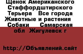 Щенок Американского Стаффордштирского Терьера - Все города Животные и растения » Собаки   . Самарская обл.,Жигулевск г.